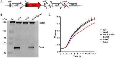 Deprivation of the Periplasmic Chaperone SurA Reduces Virulence and Restores Antibiotic Susceptibility of Multidrug-Resistant Pseudomonas aeruginosa